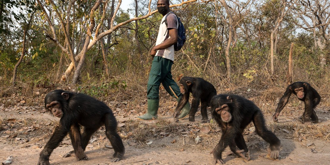 Centre de Conservation pour Chimpanzés, Parc National du Haut Niger, Guinea